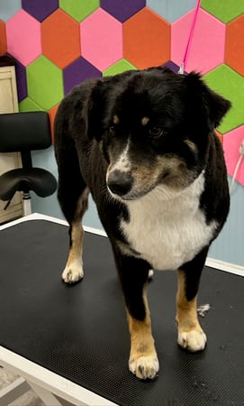 Images Dragonfly Dog Grooming LLC