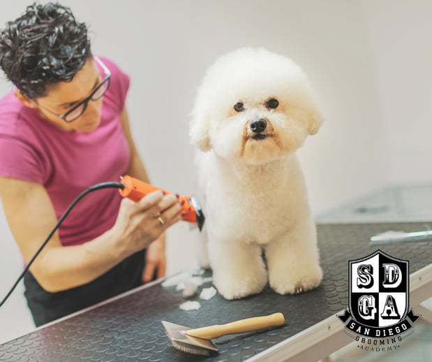Images San Diego Grooming Academy