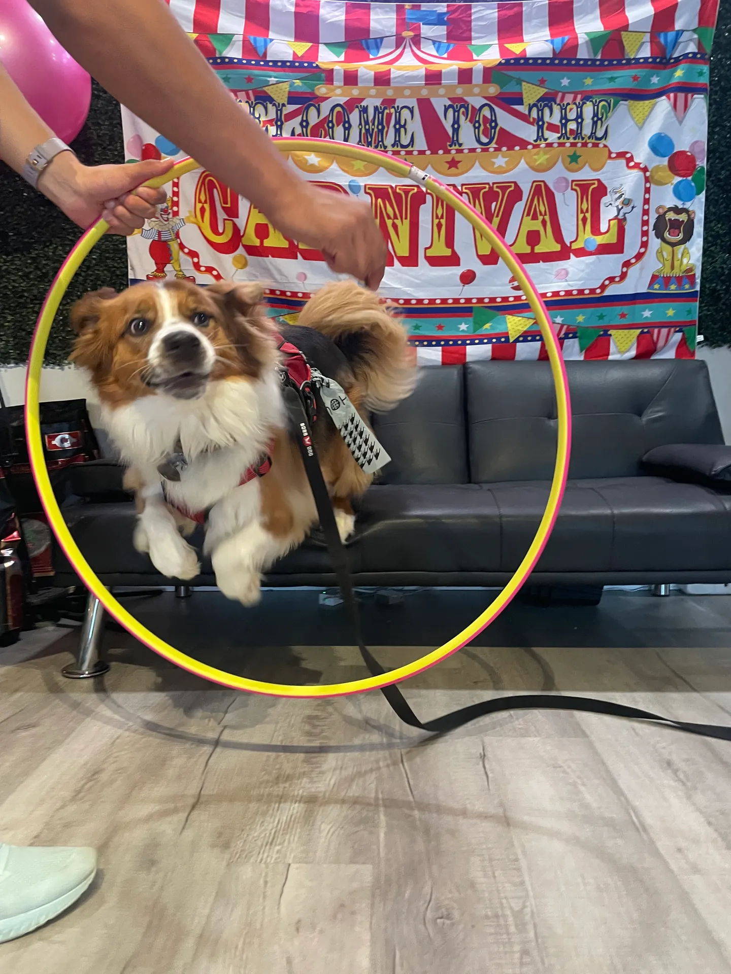 Image of Local Pet Event CAFE EVENT: Dog Carnival Nearby