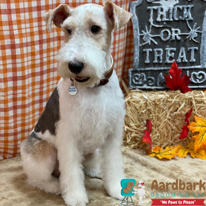 Aardbark Grooming Photo