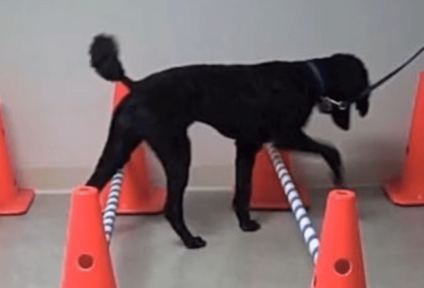 Images Care Animal Clinic