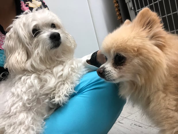 Images Melrose La Brea Animal Hospital