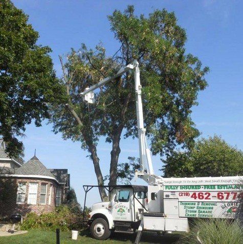 Glovier's Tree Service Photo