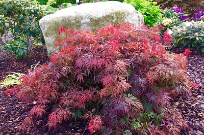 Bilder Wilhelm Kruse Baumschule