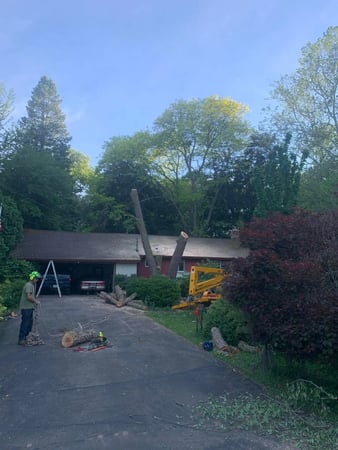 Images Paul's Tree Service