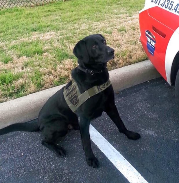 Images Top Gun Body Guard, Investigations & Security Consulting