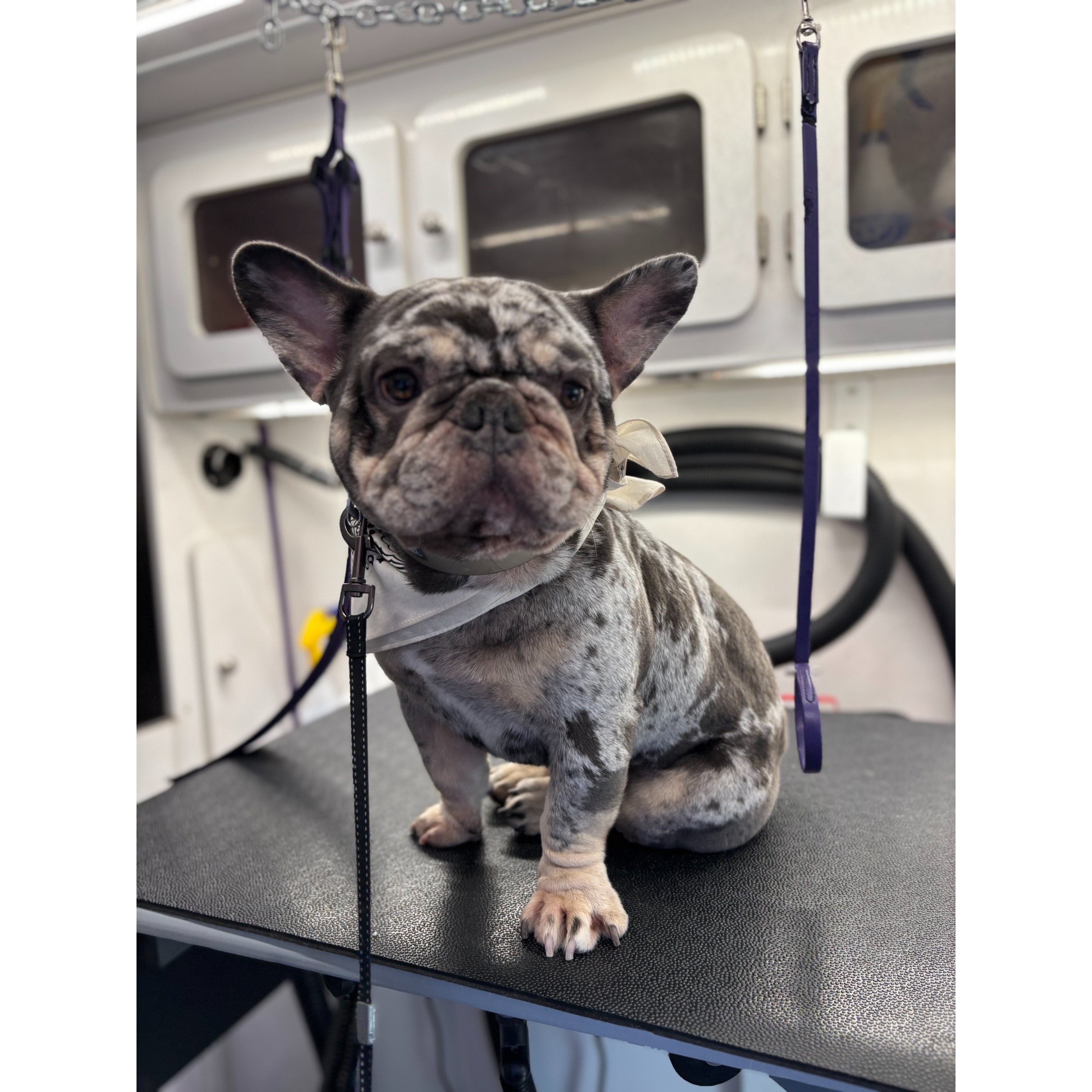 sensitive skin dog groom