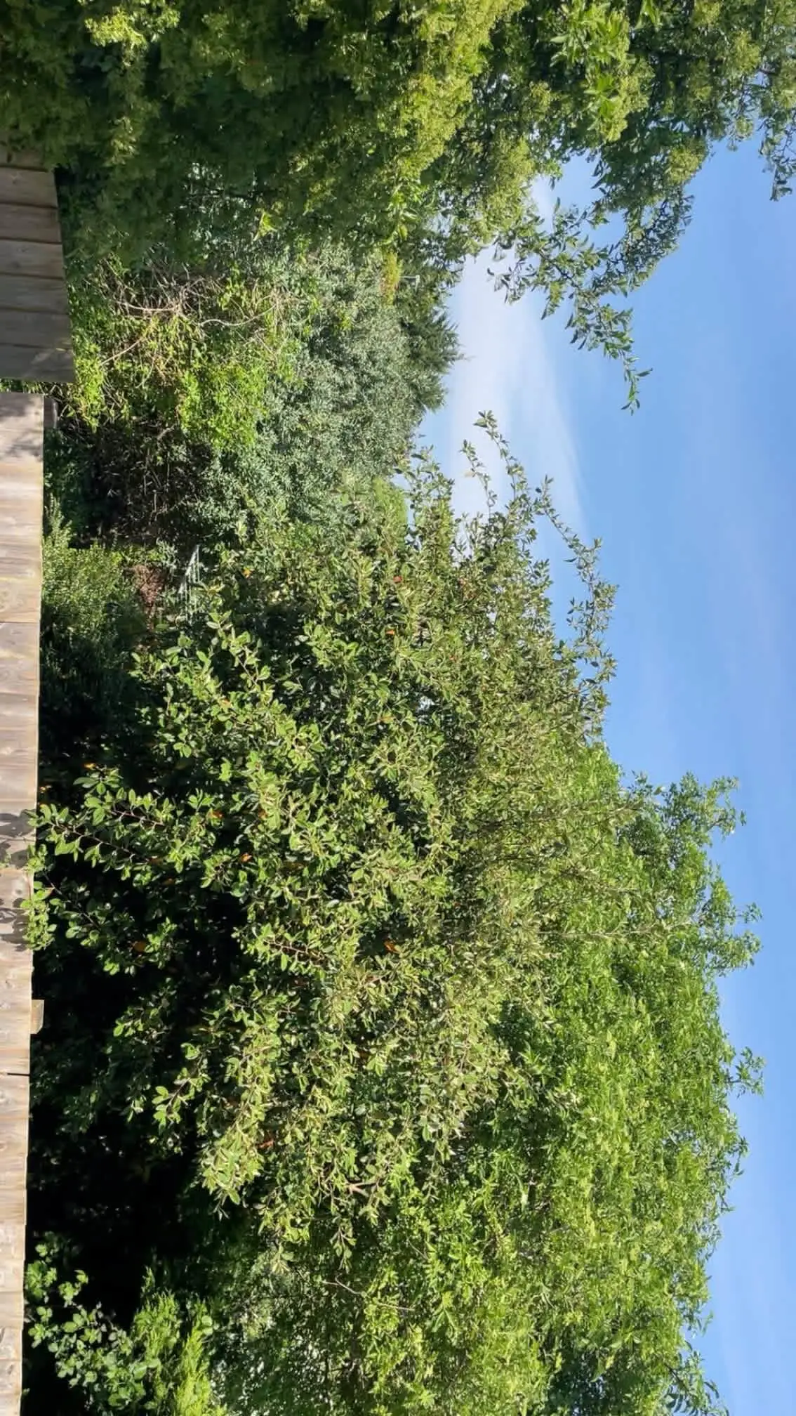 Images Oakwood Tree & Landscaping Services
