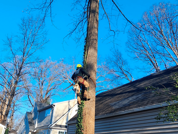 Images Lopez Tree Services