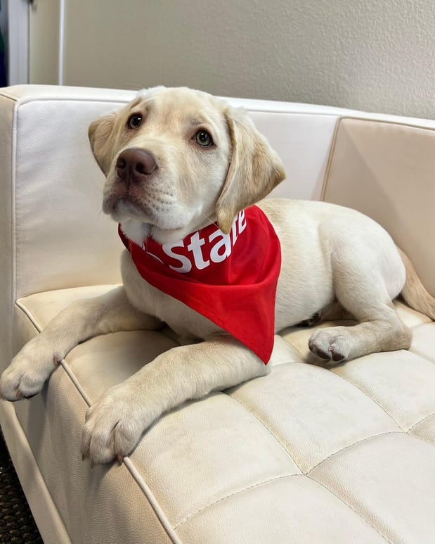 Images Allison DiTullio - State Farm Insurance Agent