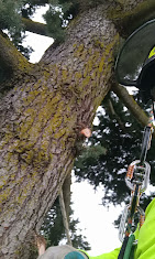 Images Alexa's Tree Service