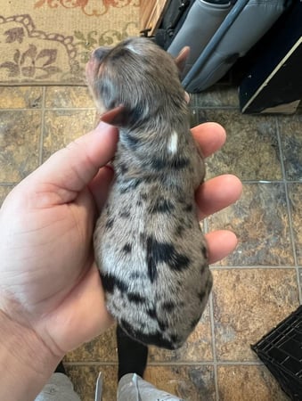 Images Bad, Beautiful & Bossy AKC Yorkies