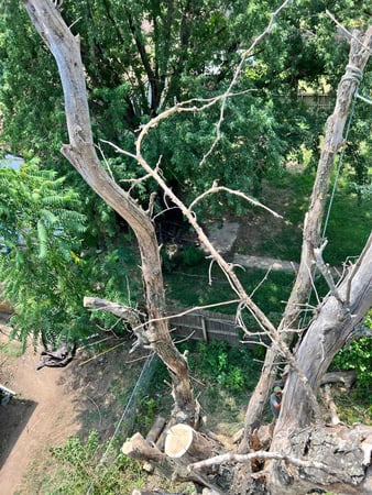 Images ICT Tree Service