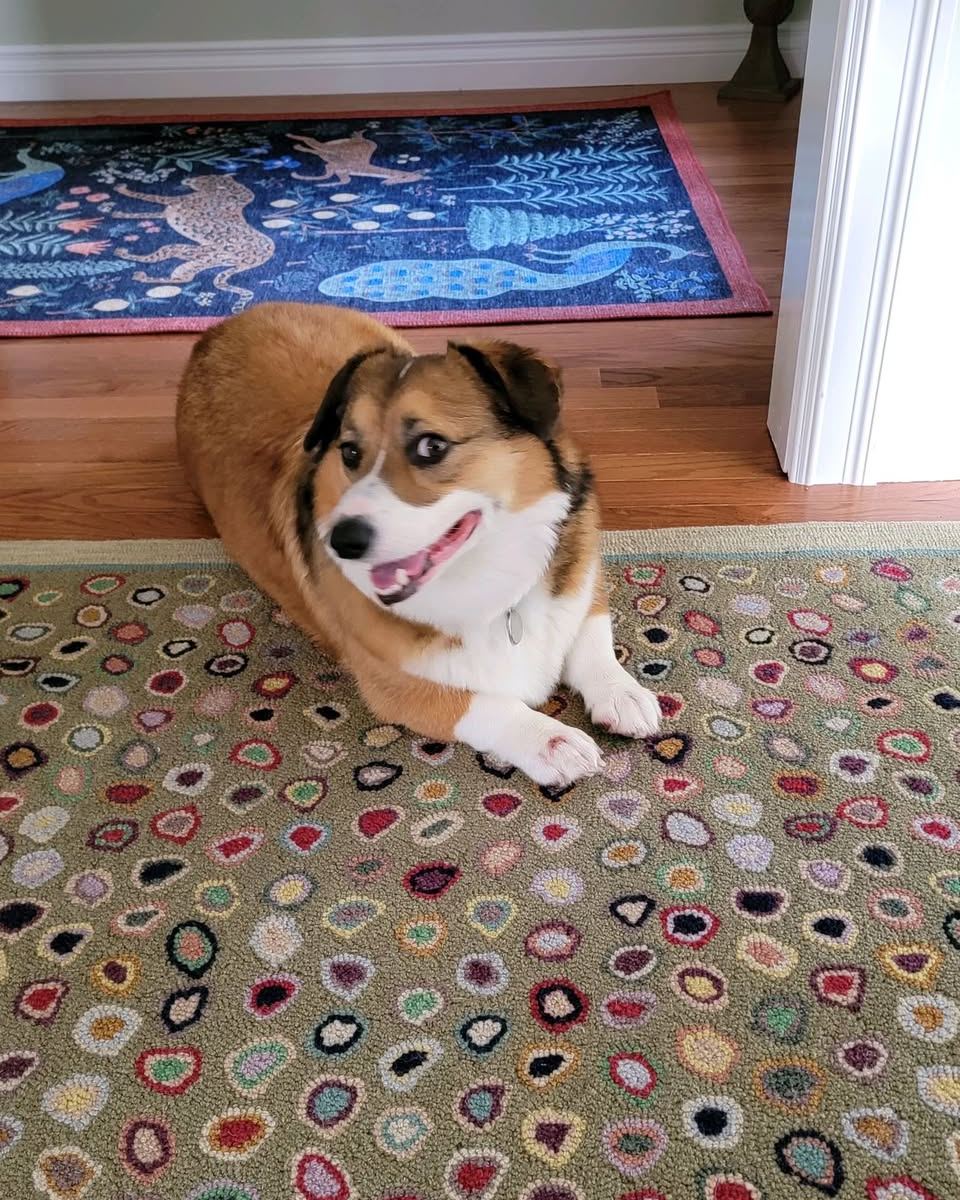 Happy National Corgi Day. Today we are celebrating our office mascot and resident Corgi, Elvis. He keeps the office smiling, boosts team morale, and takes his role very seriously. We will definitely be spoiling him a little extra today!
