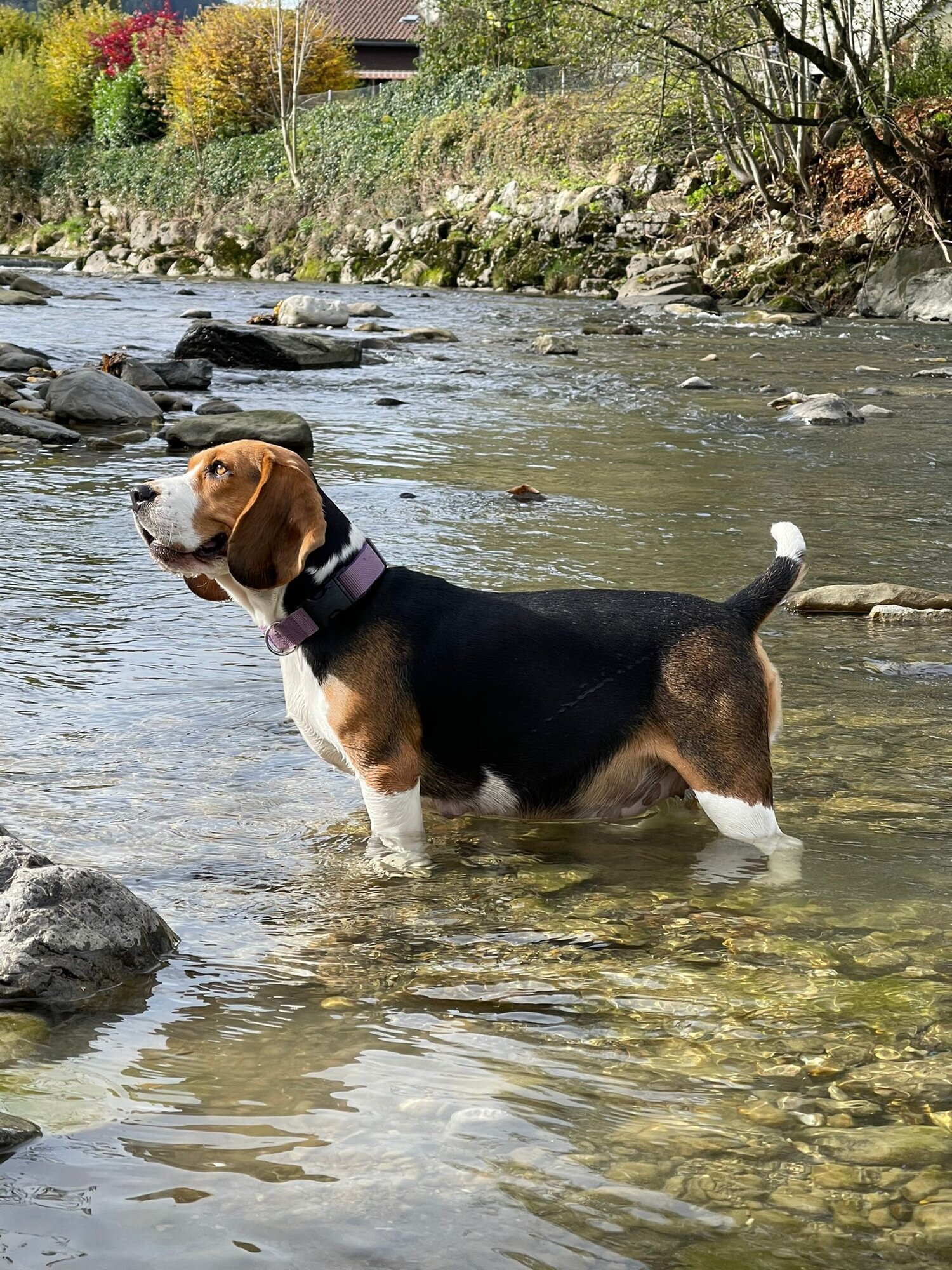 Bilder Beagleszucht Appenzell