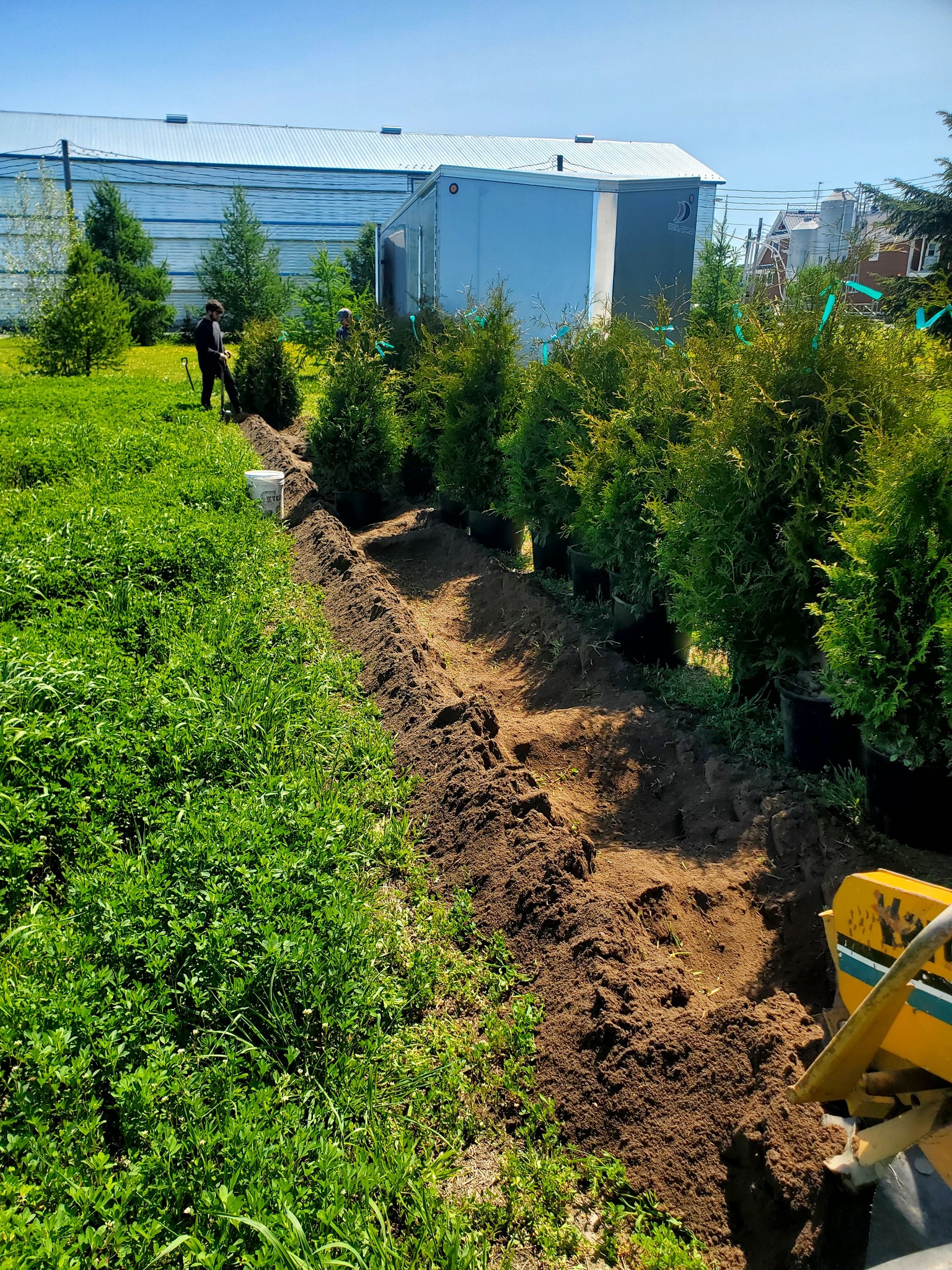 Images Plantation Pros-Haie de cèdres