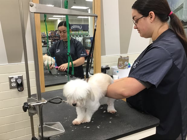 Images Petco Grooming