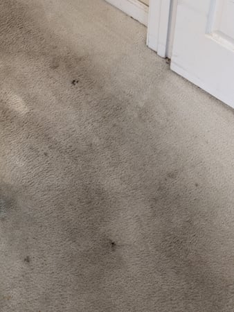 Images Purifications Carpet Cleaning