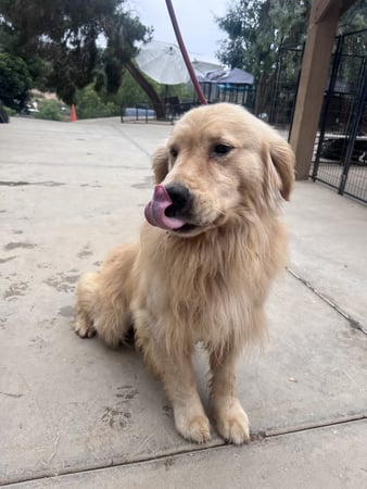 Images Margale Pet Resort