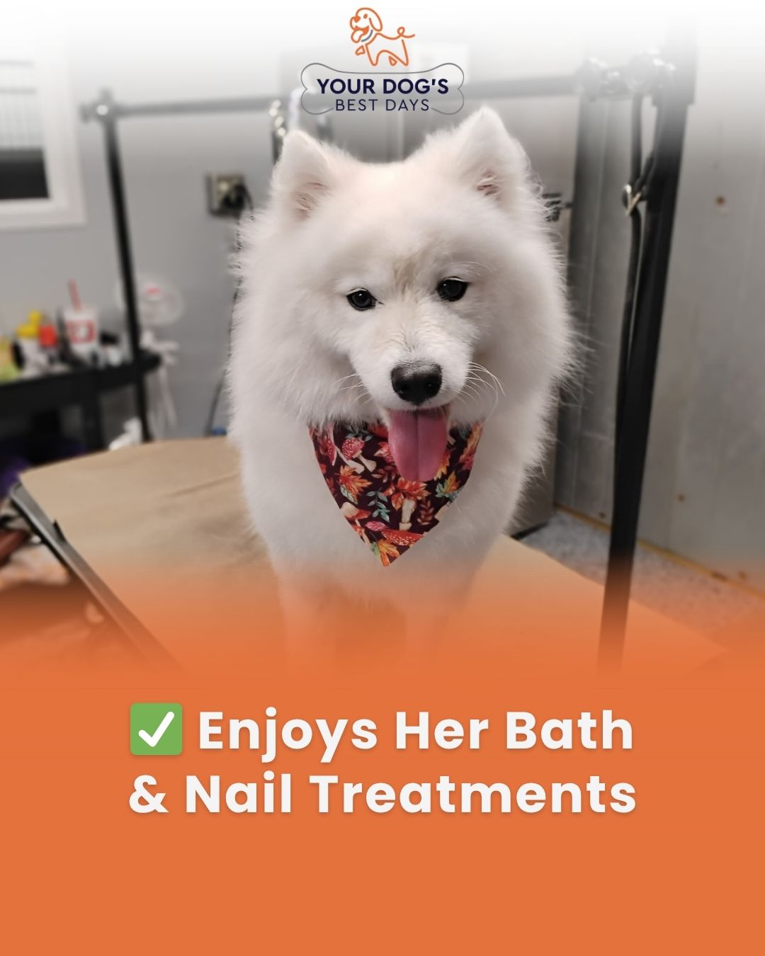 Dog grooming photo featuring a happy fluffy dog after bath and nail treatment services.