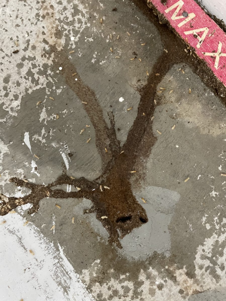 Images Assassin Pest Control