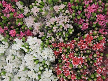 Images Viglietti Sergio - Export Fiori