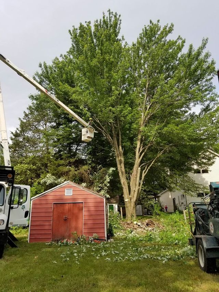 Sidonian Tree Service Image