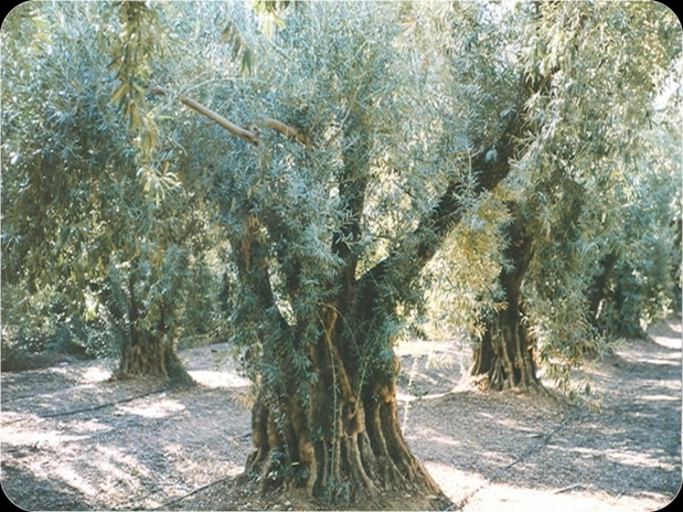 Images Large Olive Trees
