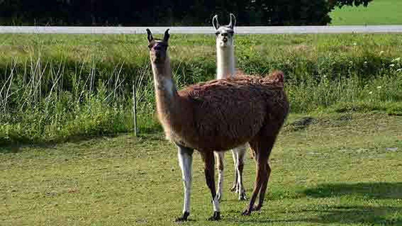 Images Fugle & Dyrehandler Arnfred M Madsen