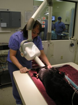 Images VCA Valley Animal Medical Center