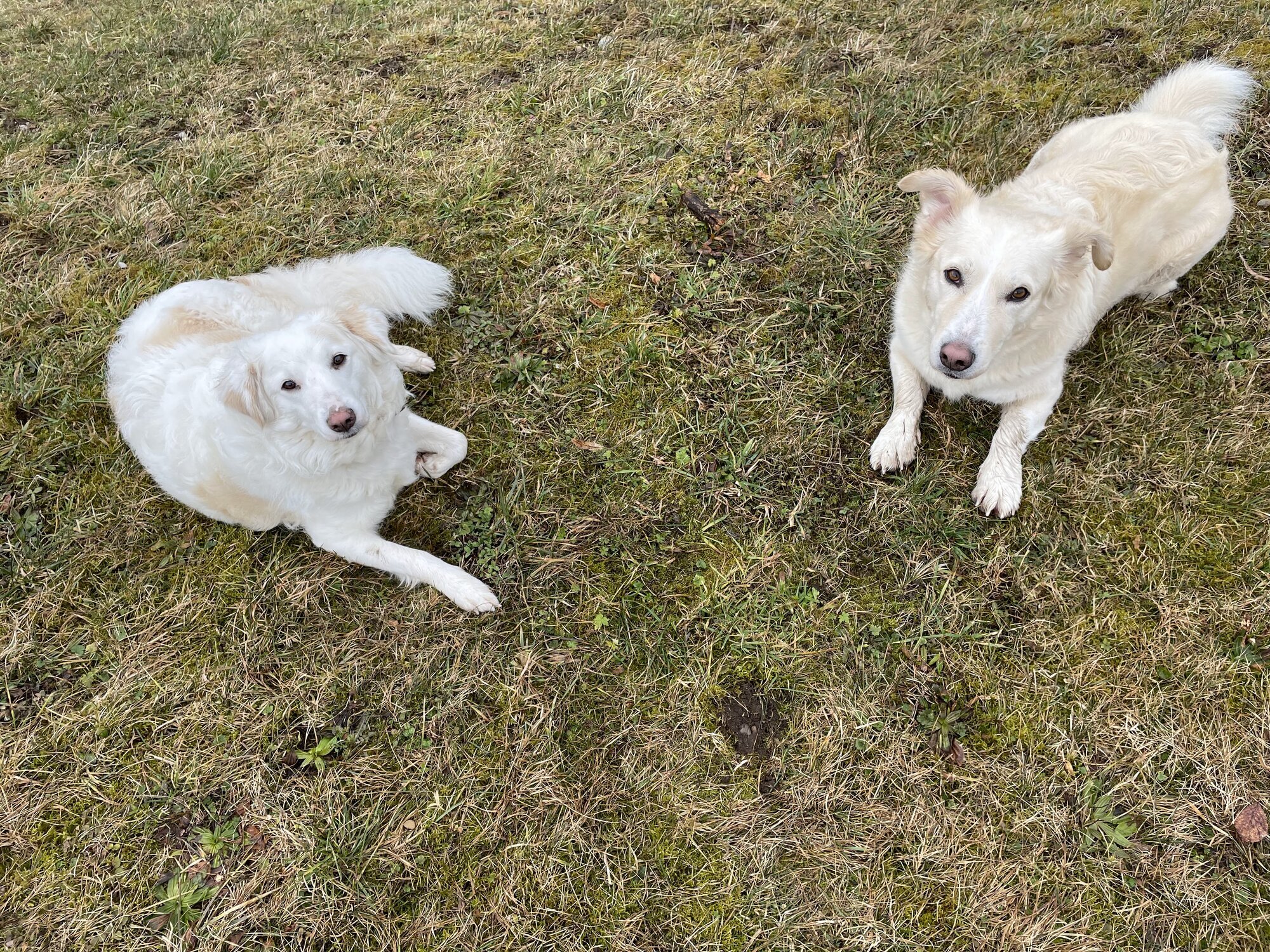 Bilder A-Z-Hundetraining