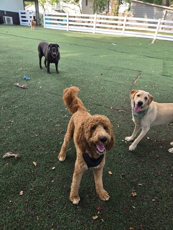 Images Wag Watchers DayCare & Spa