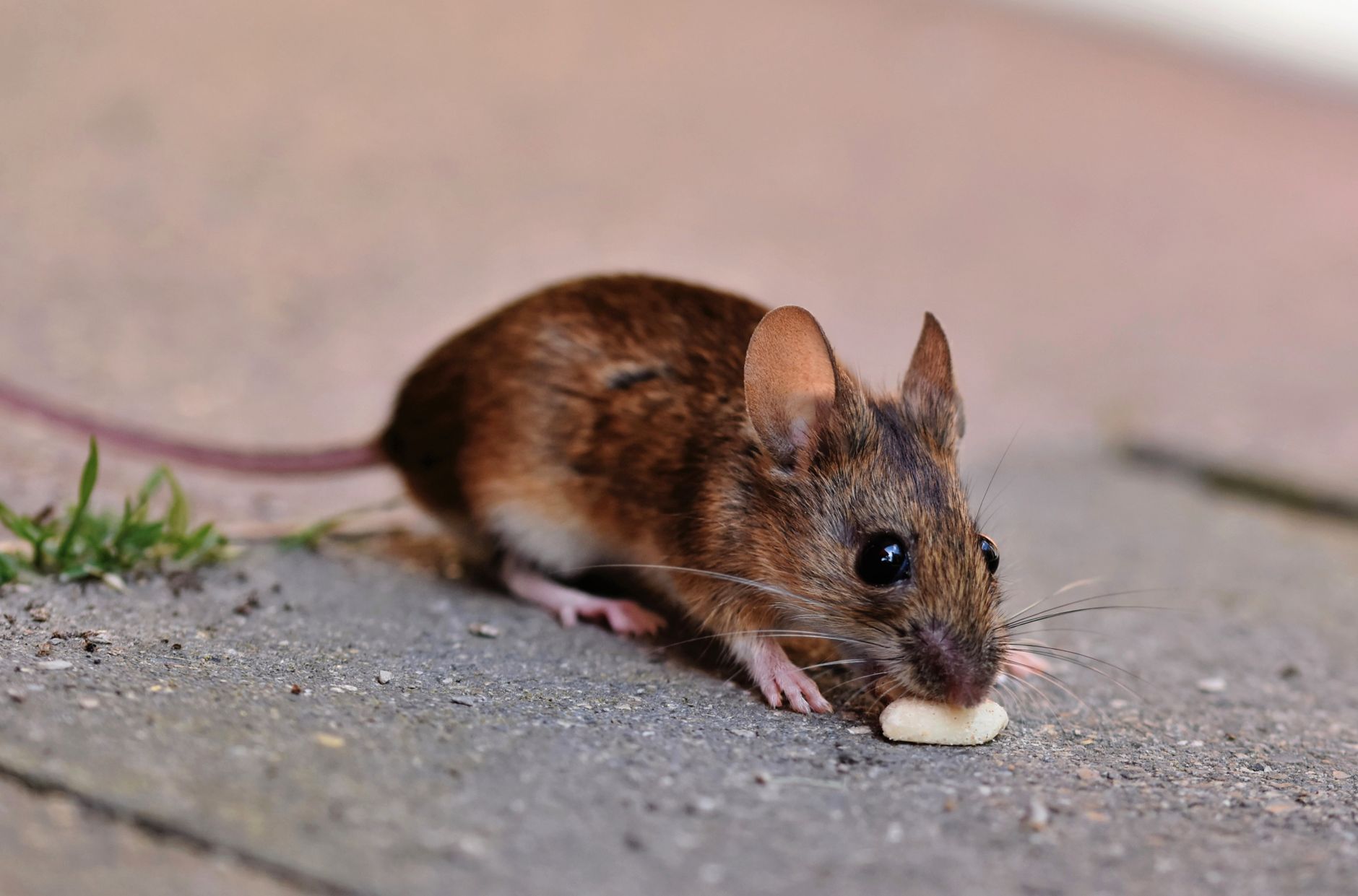 Legacy Termite and Pest Control