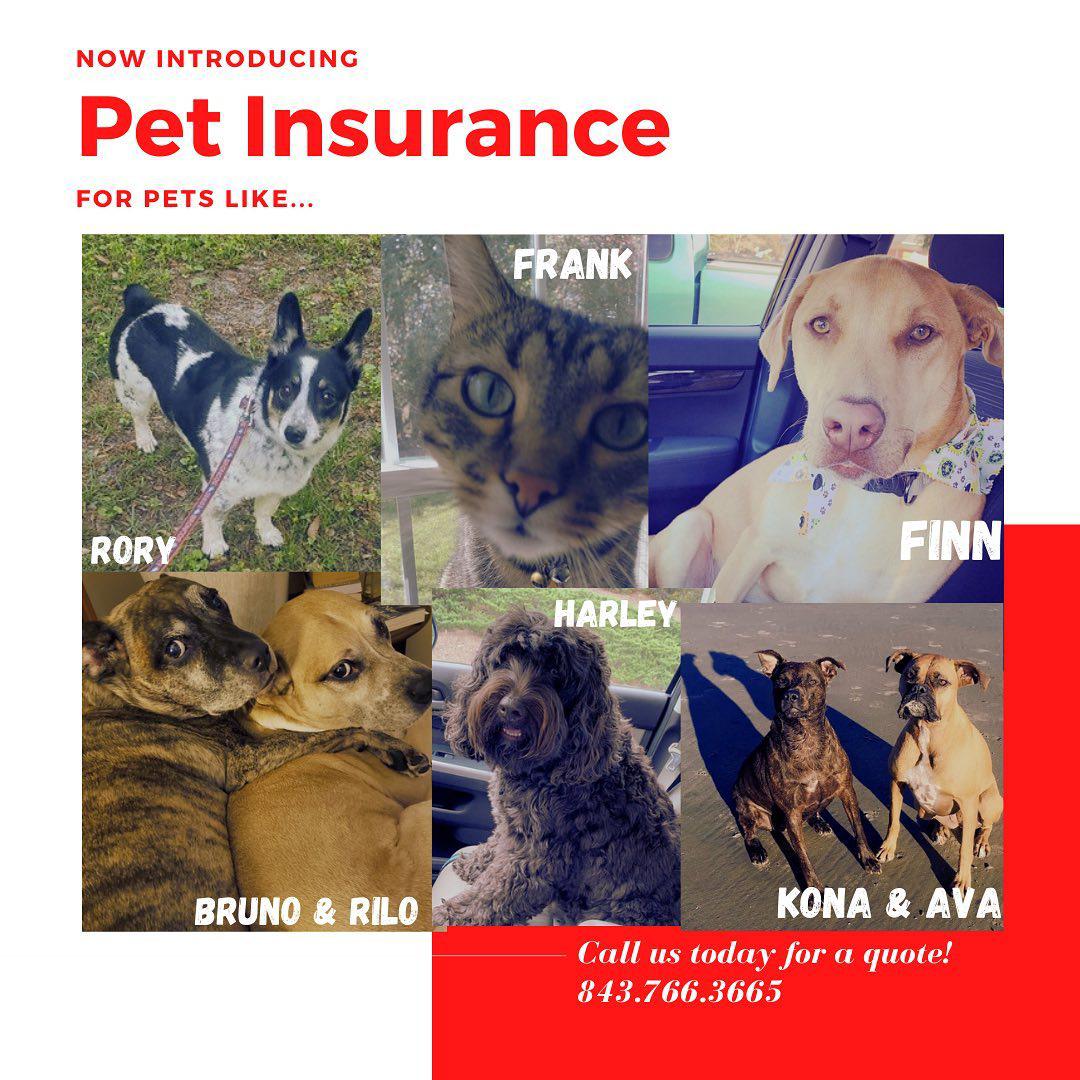 We're excited to announce that we are now offering Pet Medical Insurance. Let us protect them like we protect you!