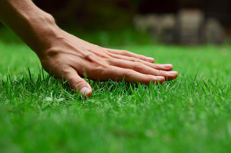 Looking for organic lawn care in Commerce, Michigan? Top Lawn offers a standard/deluxe program and a pesticide free program.