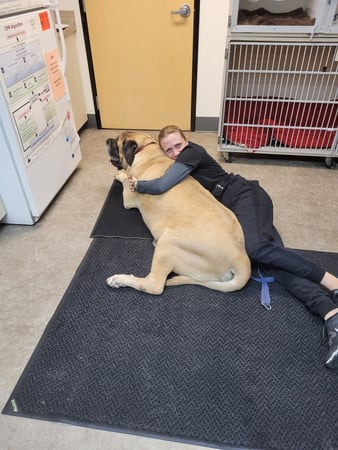 Images VCA Southeast Portland Animal Hospital