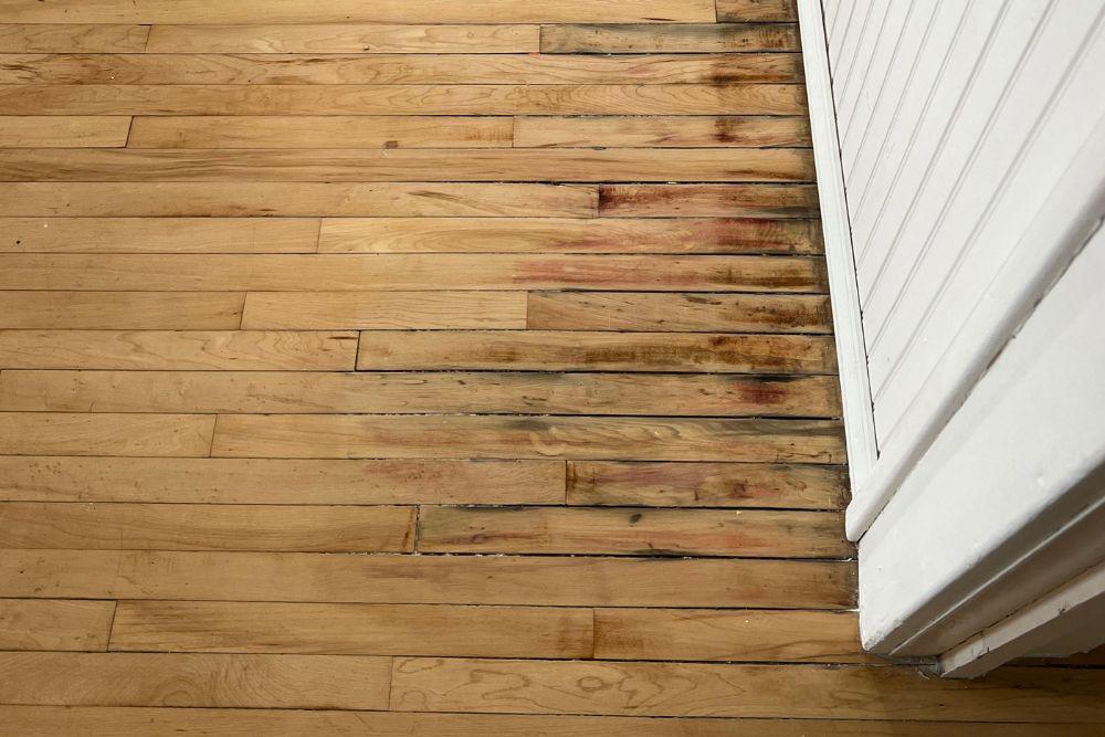 Pictured here is black mold growing out of the tongue and groove joints in this hardwood floor.