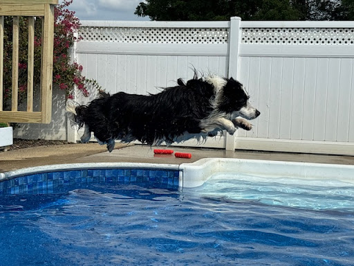 Images Wingmont Stables & Kennels Inc