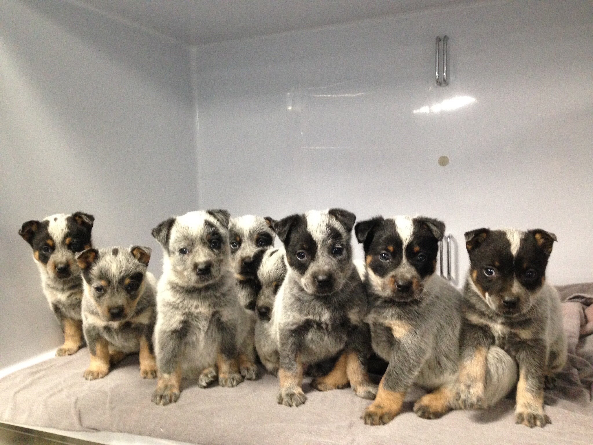 Images Duncan McGinness Veterinary Surgeon
