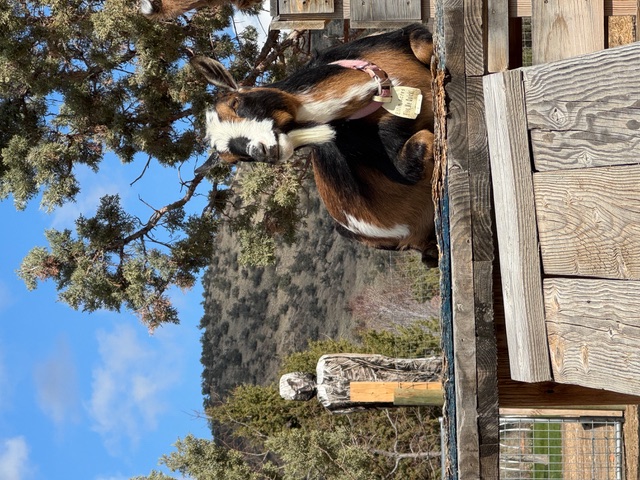Sage Hound Farm LLC Logo