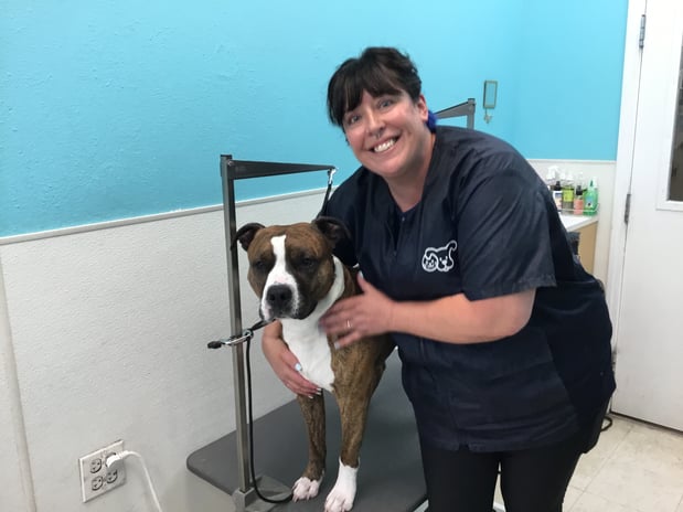 Images Petco Grooming