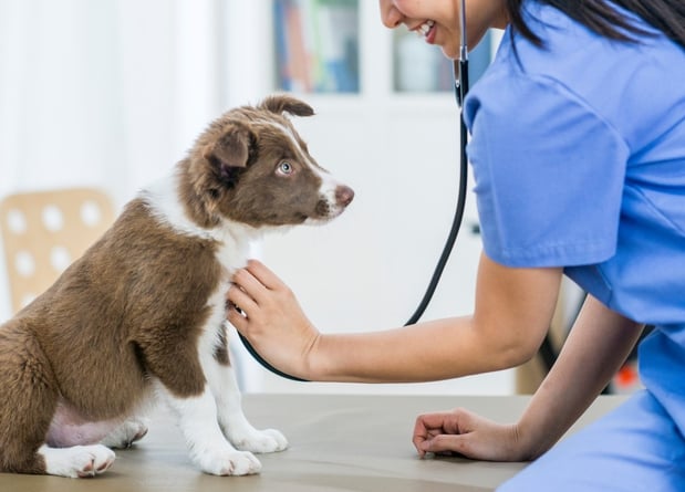Images Acorn Lake Veterinary Service