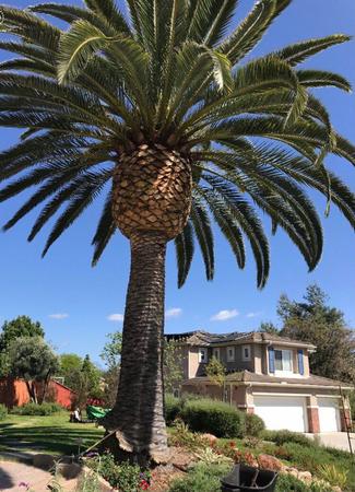 Images CM Precision Tree and Landscape Maintenance Inc