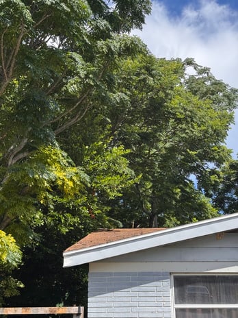 Images Trent's Tree Service The Neighborhood Arborist LLC