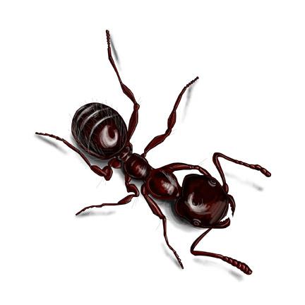 Images City and Inland Pest Control Balcatta