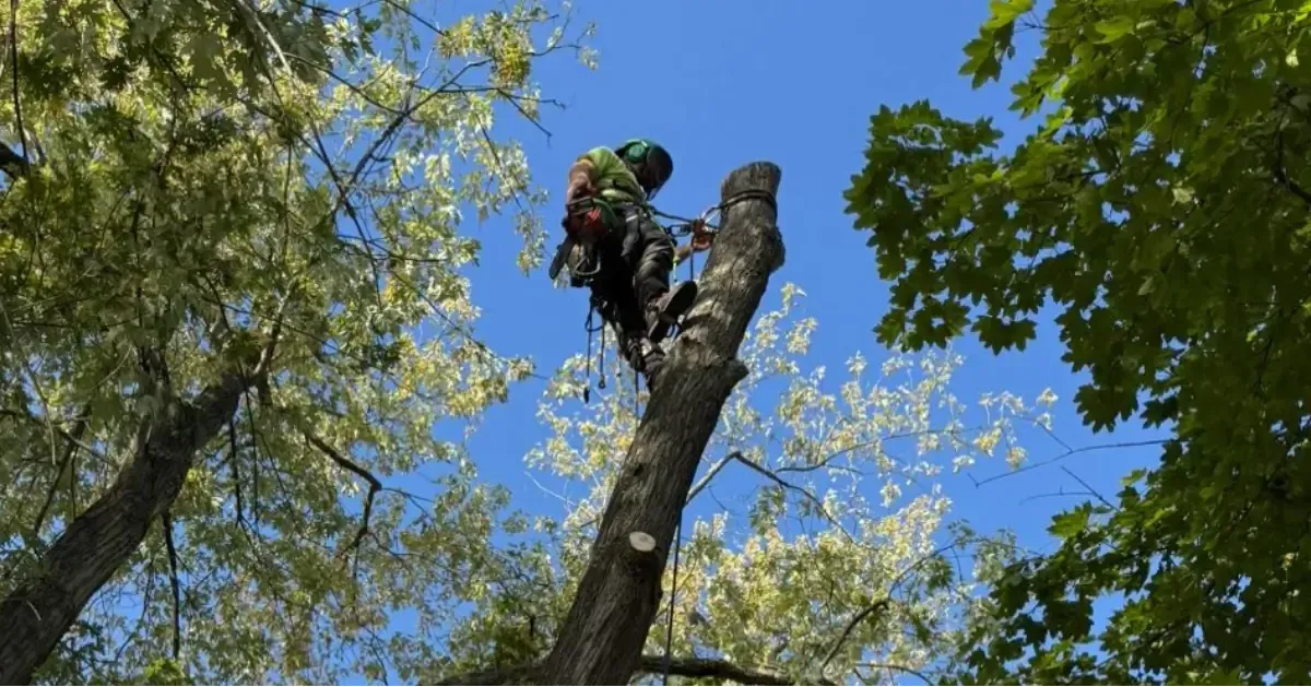 Tree Removal in Pittsburgh, PA.