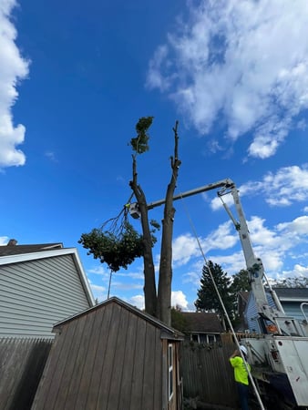 Images J & J Tree Services