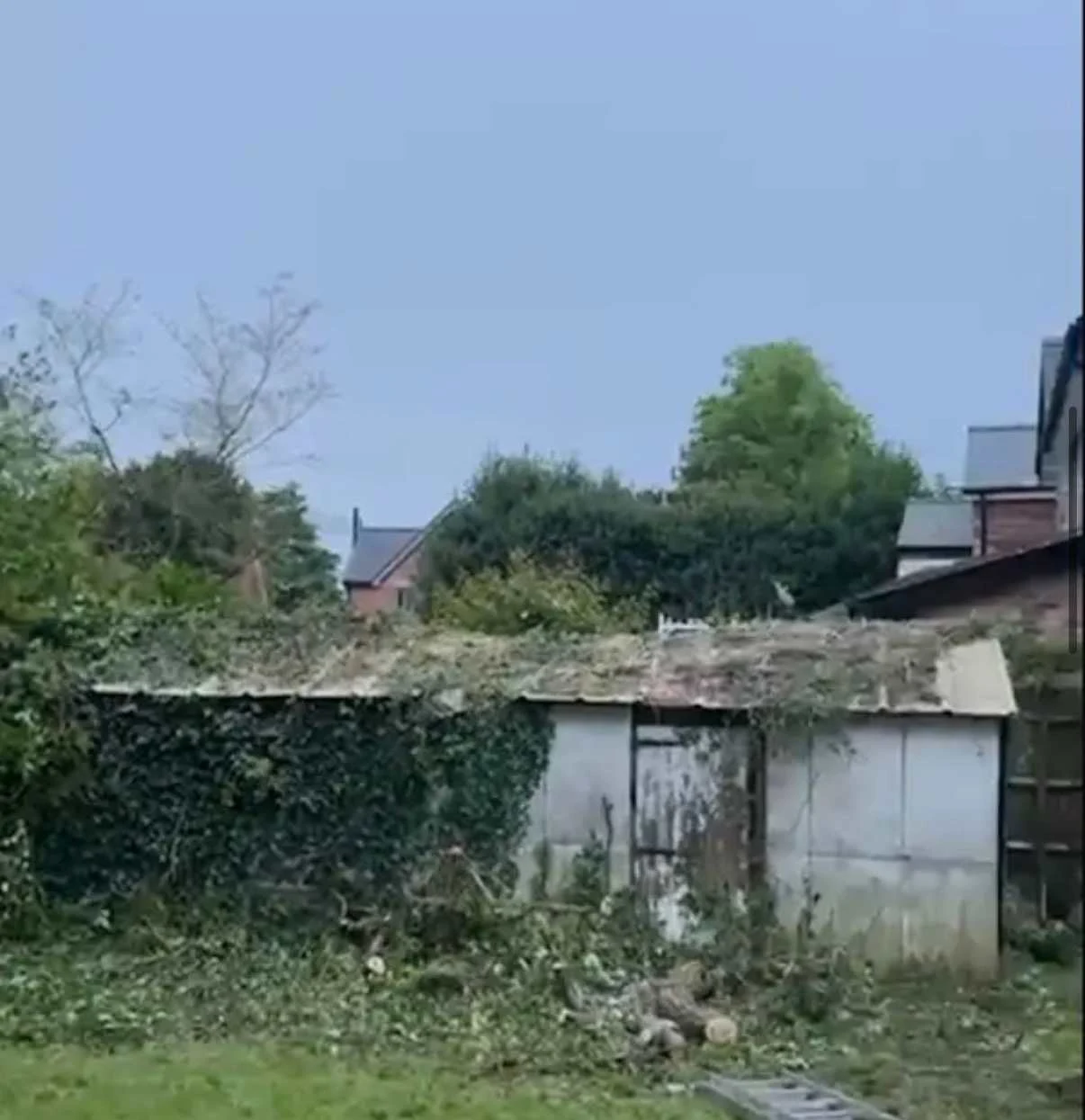 Images Tree Doctors & Landscaping