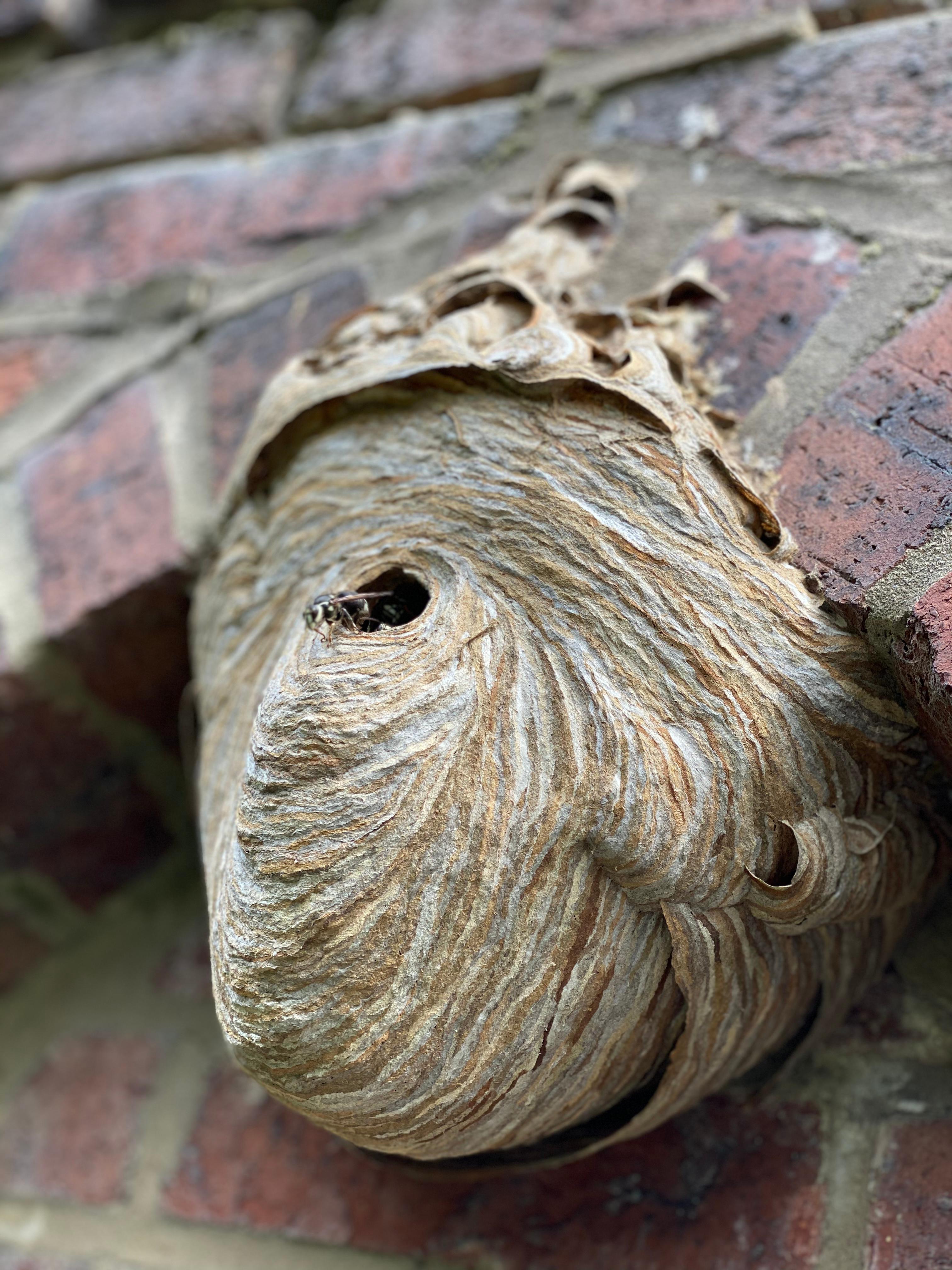 Hornets nest in Pittsburgh PA