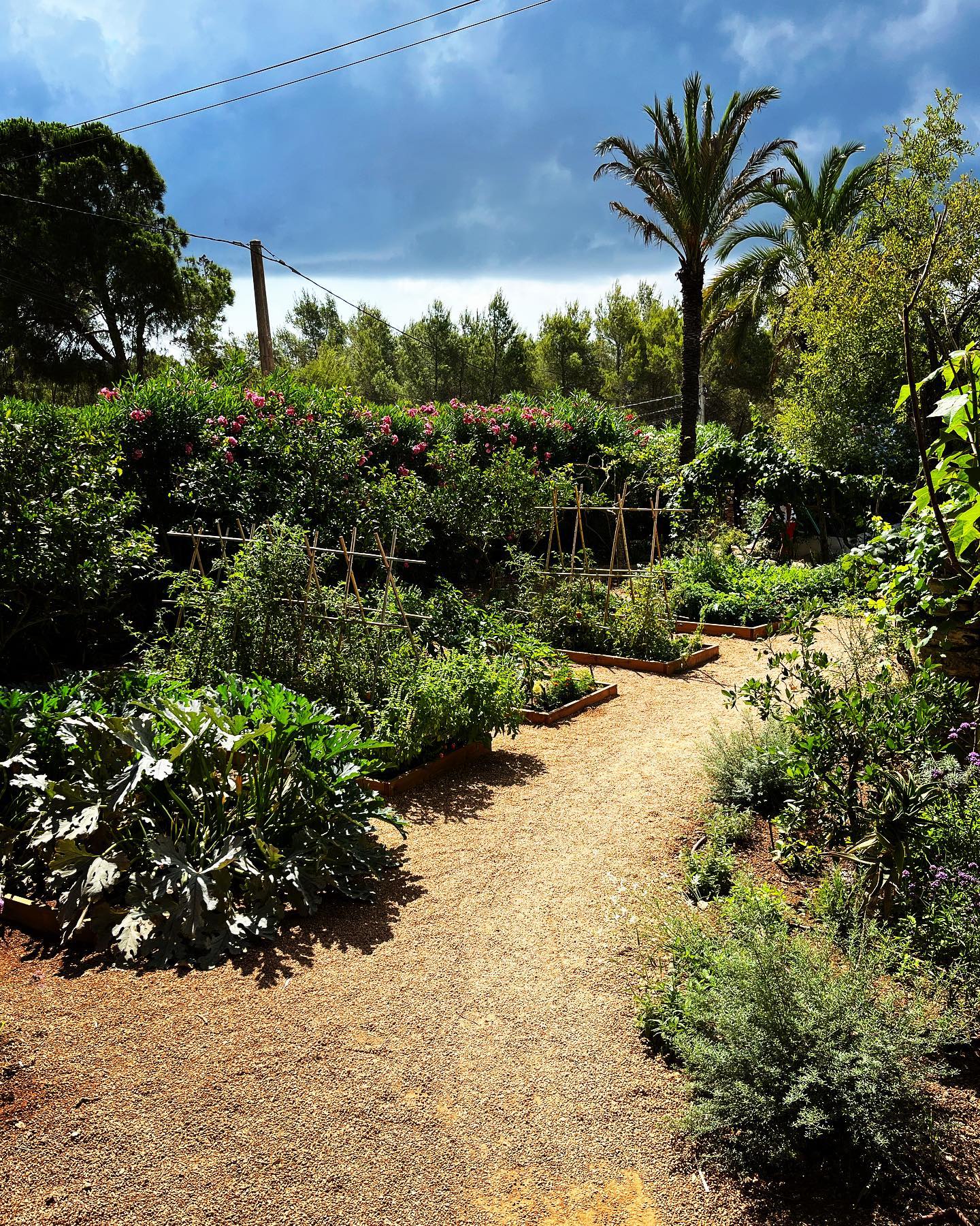 Images ARIANGARDENS. Jardineria y paisajismo profesional en Ibiza